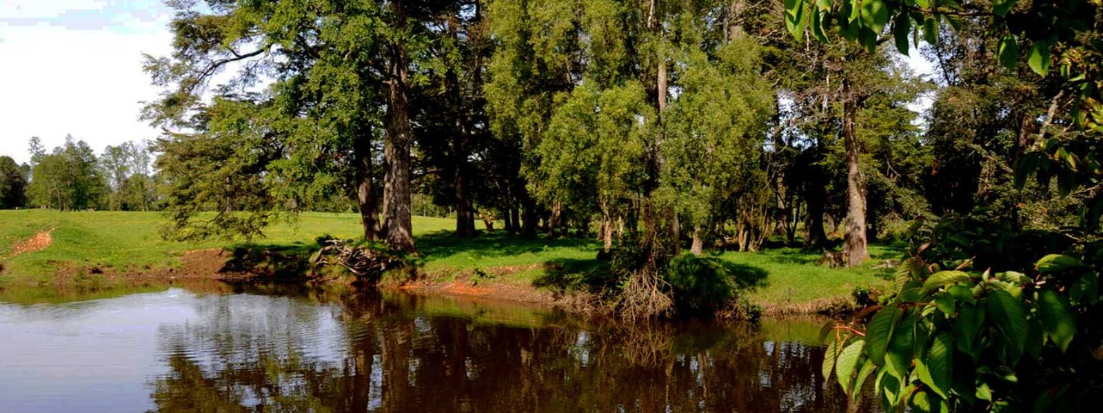 Campo Fundo el Alba 156 Hectáreas