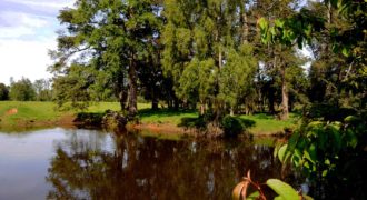 Campo Fundo el Alba 156 Hectáreas