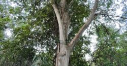 Parcelas en Lago Rupanco