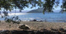 Parcelas en Lago Rupanco